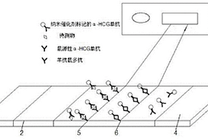 检测信号催化放大的免疫层析试纸检测方法
