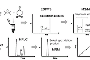 基于化学衍生化与HPLC-MS的不饱和脂肪酸定量方法