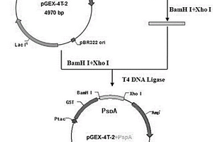 化学合成的肺炎链球菌PspA蛋白胞外区基因片段及其表达、应用