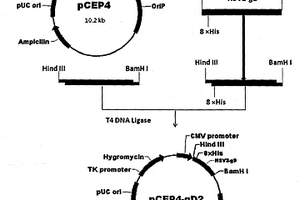 化学合成的HSV2病毒gD糖蛋白胞外区基因片段及其表达、应用