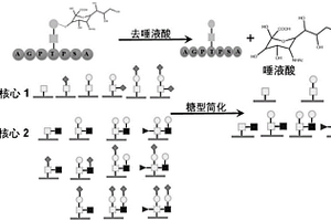基于化学反应简化的O-GalNAc糖基化肽段鉴定方法