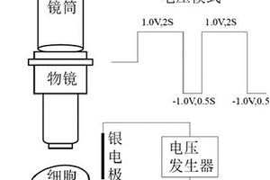 电致化学发光成像装置及其应用