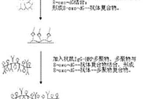 8-氧代脱氧鸟苷的检测方法