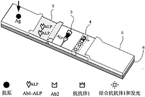 化学发光免疫试条及其制备方法