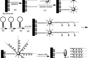 基于CdSe/ZnS量子点纳米簇的电化学发光生物传感器及其制法和应用