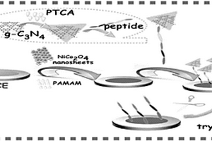 基于NiCo<sub>2</sub>O<sub>4</sub>纳米片状材料及肽链切割效应的胰蛋白酶电化学传感平台的构建