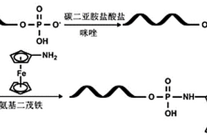 基于肽核酸的电化学DNA生物传感器及其制备方法