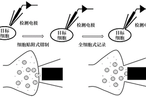 细胞原位单个囊泡内含物的检测装置及其检测方法