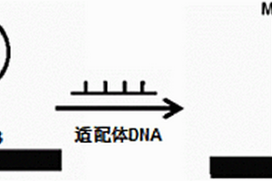 基于DNA构型转换的电化学传感器