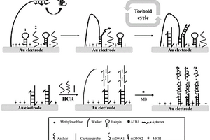 基于DNA walker的电化学生物传感器的制备方法及其应用