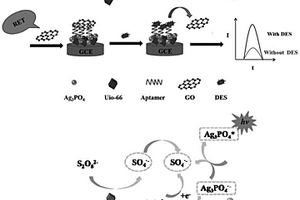 Ag3PO4-UiO-66/apt/GO/GCE电化学发光传感器及其应用