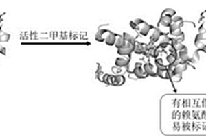 基于化学标记和质谱的蛋白与材料相互作用结构分析方法