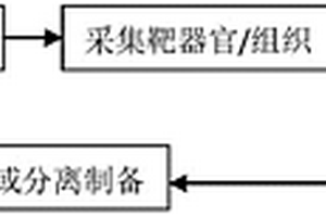 基于“线粒体药理学”与“线粒体药物化学”的中药药效物质研究方法