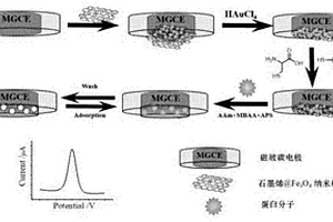 一步沉积法修饰磁电极的蛋白质电化学印迹传感器的制备方法