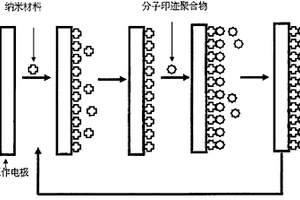 检测痕量环境内分泌干扰物的分子印迹膜电极制备方法及检测方法