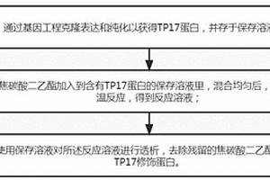 TP17蛋白的化学修饰方法及其产物的应用