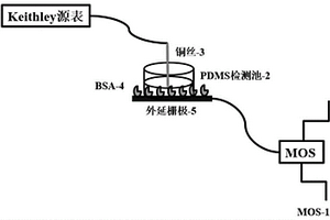 用于手性色氨酸检测的外延栅极场效应晶体管传感器制备及检测方法