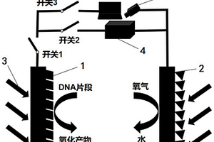 用于检测DNA片段的自供能传感装置与检测方法
