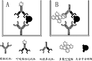 双抗体夹心型化学发光标记免疫分析方法