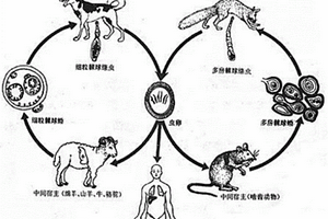 基于化学发光免疫分析技术的检测包虫病抗体的试剂盒及其制备方法、使用方法