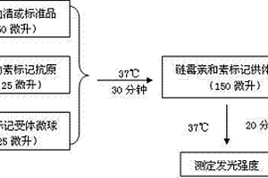 甲状腺过氧化物酶抗体均相发光免疫分析试剂盒及其检测方法