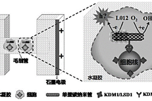 单细胞内抗原的无线电化学可视化分析方法