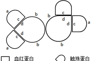 化学发光定量检测粪便潜血的试剂及其检测方法和其在检测下消化道健康的用途