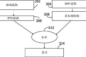 用于组织的增强的病理学测定和多分析物检测的多模态对比和明场背景再现