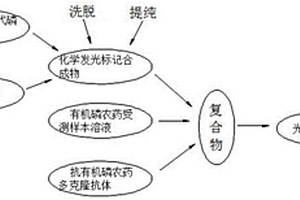化学发光化学传感器的制作及用于有机磷类农药的检测