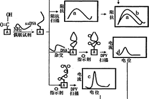 基于电化学DNA生物传感器的军团菌检测新方法及其电化学DNA生物传感器