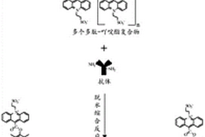 化学发光免疫检测试剂盒、用途和检测方法