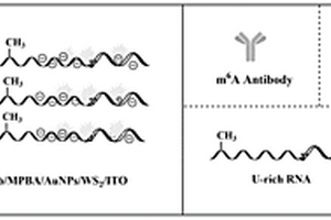 检测甲基化RNA的光电化学传感器及其检测方法