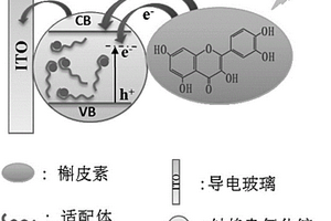 用于啶虫脒检测的光电化学传感器的构建方法和检测方法