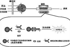 基于磁性微粒的自动化牛细胞因子化学发光免疫检测方法