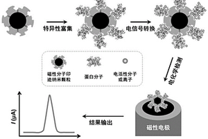 用于痕量蛋白分子精准检测的电化学传感方法
