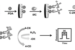 基于硫化铋-MXene的光电化学传感器检测5-甲酰基胞嘧啶脱氧核糖核苷酸的方法