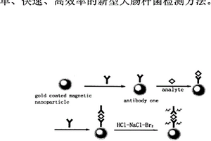 金包覆磁粒原位引发高灵敏化学发光检测大肠杆菌的新方法