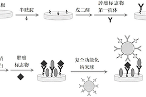 用于检测肿瘤标志物的电化学发光免疫传感器及其制备方法和应用