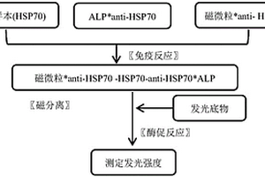 用于检测热休克蛋白70(HSP70)的磁微粒分离化学发光免疫测定法