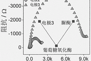 检测葡萄糖氧化酶及脲酶的电化学生物传感新方法及其应用