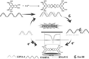 基于铜-六羟基三亚苯的miRNA-21电化学传感器及检测方法