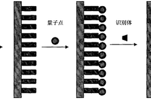检测痕量农药残留物的电致化学发光传感器的制备及应用