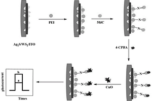 基于硫化银@二硫化物-氧化铜三元异质结的光电化学生物传感器检测5fdC的方法