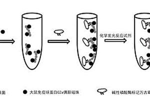 变异链球菌的化学发光检测试剂盒及其使用方法