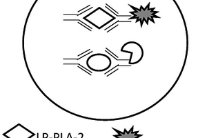 基于化学发光法检测Lp-PLA2和CRP含量的试剂盒及方法和应用