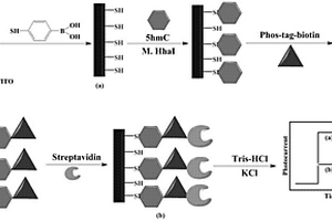 检测5-羟甲基胞嘧啶脱氧核糖核苷酸的光电化学生物传感器及其制备方法