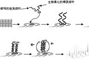检测尿路病原菌16SrRNA的电化学生物芯片及其技术应用