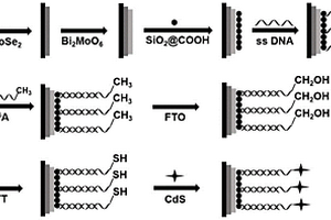 无抗体酶辅助的光电化学传感器用于检测m6A的方法
