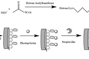 检测组蛋白乙酰转移酶活性的光电化学生物传感器及其制备方法