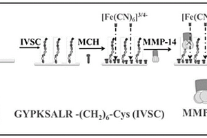 检测MMP-14的电化学交流阻抗生物传感器及其制备方法